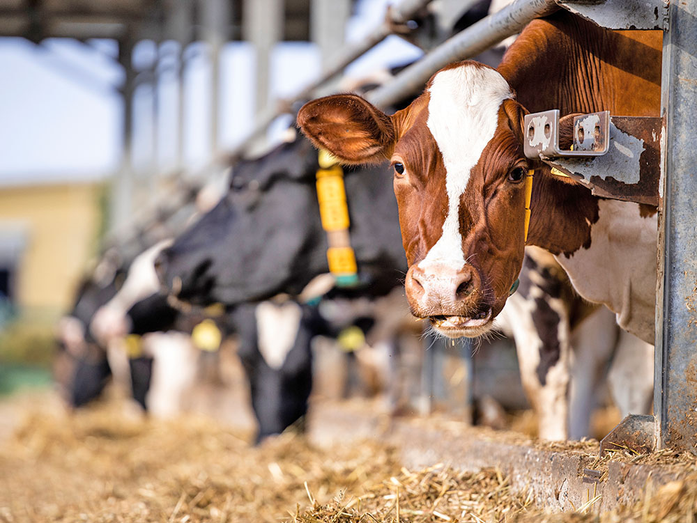 畜産農家の牛舎で画像