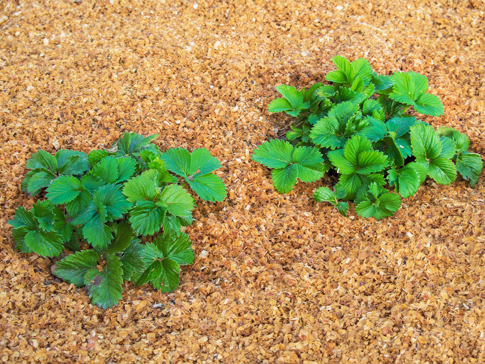 九州の木を活かし、暮らしと産業を支える画像